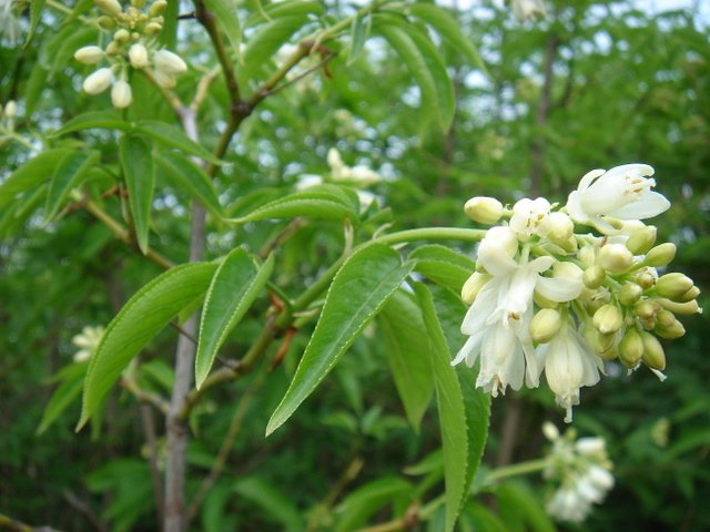 Staphylea colchica